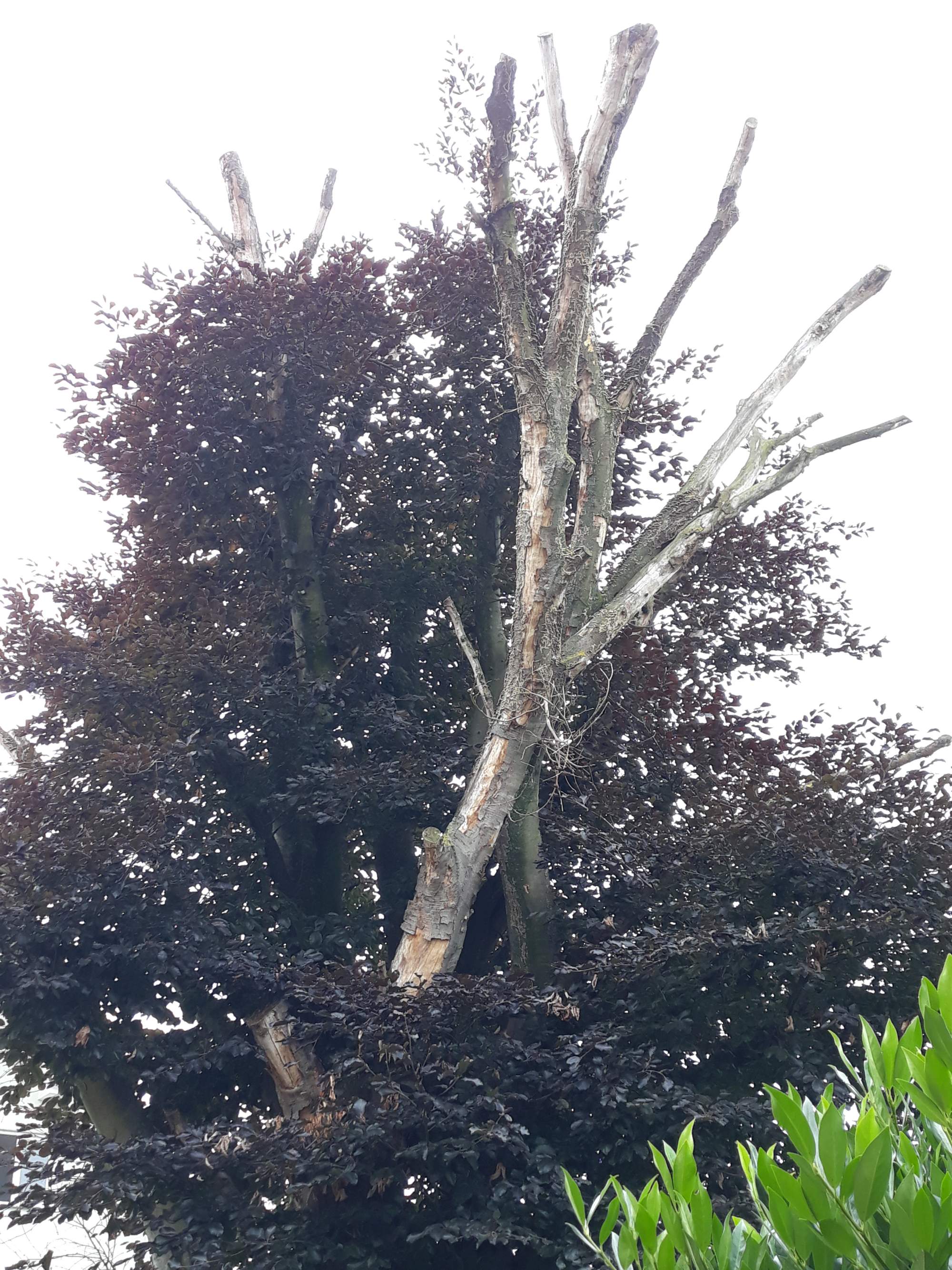 Bild einer Baumfällung mit Entfernung von Schadholz und abgestorbenen Ästen