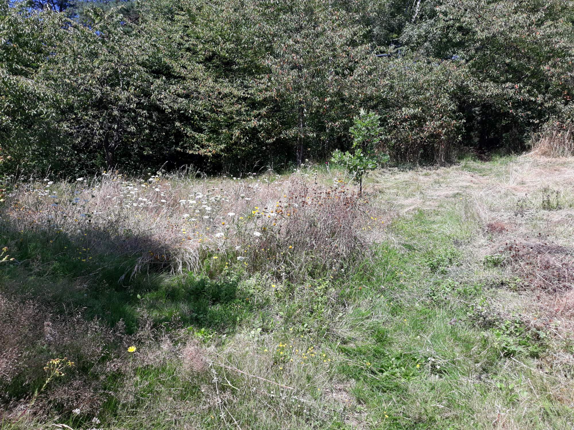 Bild von hohem Grad und verwilderter Landschaft